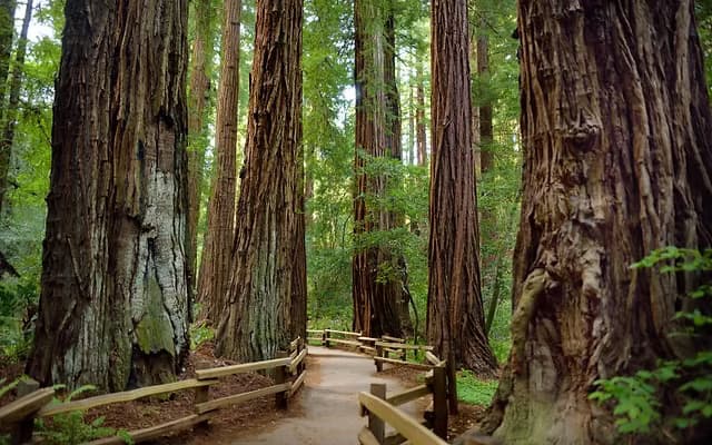 Muir Woods Tours, San Francisco CA