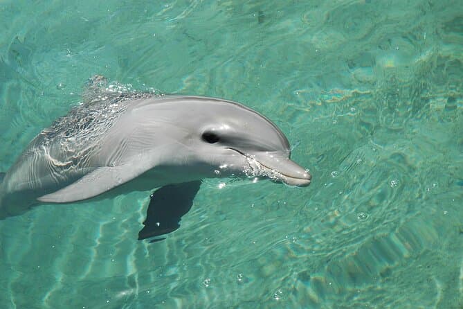 Panama City Beach Tours & Excursions in 2025