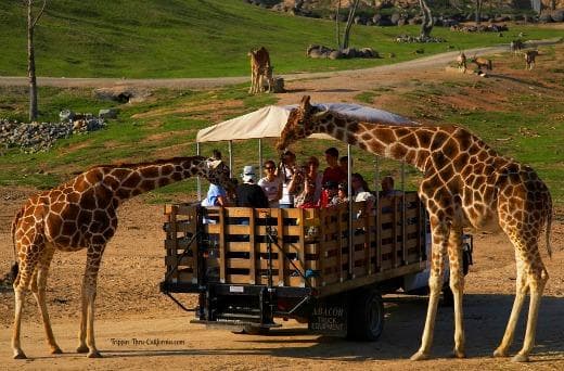 San Diego Zoo Safari Park